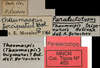 CollectionObject 1535920; 5c569b3a-fbca-4f2a-bee2-1bb8a364b960: labels (paralectotype). (CollectionObject).