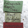 CollectionObject 1505756; ee2a8d26-a174-4663-b790-ae8baa894cb9: labels (holotype of Echinacris hispida). (CollectionObject).