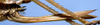 CollectionObject 1531692; b02faba3-dbf7-4e7b-a9a2-20fdb3179414: female ovipositor (syntype of Pyrgocorypha affinis). (CollectionObject).