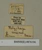 CollectionObject 1572932; ba13581b-09ec-44e8-8903-86b31e122931: Copyright Natural History Museum, London. Labels from non-type (adult female) in BM(NH). (CollectionObject).
