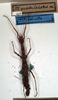 CollectionObject 1559802; NMW 458, 03ac9fca-a74c-4f9a-b939-195e8bd3af24: copyright NMW, Vienna. female (holotype). (CollectionObject).