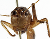 CollectionObject 1530621; 92e6af9f-82b8-45a8-a485-cfeacbd53e35: female, frontal view (allotype). (CollectionObject).