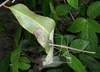 CollectionObject 1562693; 11d05cd3-0d37-483c-bd11-e082785c5ab5: copyright Paul D. Brock. male: in nature, Paluma, north Queensland (paratype). (CollectionObject).