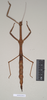 CollectionObject 1559440; NHMUK(SF IMPORT DUPLICATE) 844614, e2fa4797-12ef-4675-95f7-1e5098fb9184: copyright Natural History Museum, London. female Phasgania everetti (holotype). (CollectionObject).