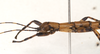CollectionObject 1558246; 957ca7d7-326d-4ba5-bcdf-2a3ee0b6babf: copyright Natural History Museum, London. male: head and thorax, lateral view (holotype). (CollectionObject).