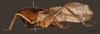 CollectionObject 1586781; 7f96ef9e-5ae2-426f-a0b7-8226d26996ea: male, lateral view, scale bar = 10 mm. (CollectionObject).