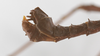 CollectionObject 1560169; e33244d8-5110-45f7-8764-697dc8255d87: copyright ZMB, Berlin. male: end of abdomen, dorsal view (holotype). (CollectionObject).