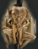 Head: !! display not done !! on Philatis cinerea Osborn, 1924: (Observation).