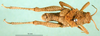 CollectionObject 1501150; f662526a-6333-4b3b-9961-7ac7c9f1aa49: male, dorsal view (syntype). (CollectionObject).