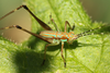 FieldOccurrence 3762; 3335e795-d5cb-4e97-b4cc-652cf7f4e53e; Argentina: Buenos Aires
Magdalena, Reserva El Destino, 2022/12/04: nymph. (FieldOccurrence).