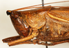 male, head and pronotum, lateral view (holotype). Depicts CollectionObject 1531668; 66cd288d-3ab7-4d30-a710-23d44242166c, a CollectionObject.