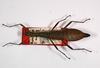 CollectionObject 1557501; 02d3ac2e-3049-401d-a564-ca8051c22800: copyright ZMB, Berlin. female, dorsal view (paratype). (CollectionObject).;CollectionObject 1557502; f3f883a3-bc26-4403-83fc-8358644cbae8: copyright ZMB, Berlin. female, dorsal view (paratype). (CollectionObject).