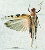 CollectionObject 1537920; ba848e47-20e4-4134-8a8a-d231e0928a0f: male habitus dorsal view. (CollectionObject).