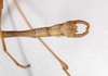CollectionObject 1557918; 17e96f36-e74d-4bf0-a8ce-a2917bd4854e: copyright ZMHB, Berlin. male: end of abdomen, dorsal view (holotype). (CollectionObject).