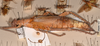 CollectionObject 1559037; ceb3df22-7899-40b8-8ba0-209a6bdead98: copyright UMO. female, lateral view of synonym Heteropteryx hopei (holotype). (CollectionObject).