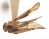 Habitus, dorsal view: (Observation).