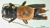 CollectionObject 1590514; 84e51a7c-512d-4753-88f9-2b848905ff00: male, dorsal view (paratype). (CollectionObject).