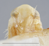 Head on Empoa (Empoa) saffrana (McAtee, 1926): Head/Face. Paratype. (Observation).