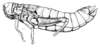 Eremopachys bergii Brancsik, 1901: Fig. 211. female habitus. (Otu).