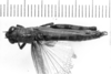CollectionObject 1521523; f0daf6f5-0519-48c5-b541-acdebe9804cc: Image Carbonell, C.S. female, dorsal view (holotype of Bucephalacris paraguayensis). (CollectionObject).