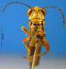CollectionObject 1505380; baf8d91f-1fe7-4e41-8778-f60797d47bfd: male, frontal view (syntype). (CollectionObject).
