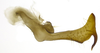 Stylus on Caetana pulchra Domahovski, Gonçalves, Takiya & Cavichioli, 2019: Male holotype [DZUP]: style, dorsal view. (Observation).