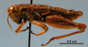 CollectionObject 1514656; MLP3670/2, 94014cdc-7a2e-4e02-98f6-8843035e8383: Image Cigliano, M.M. male, lateral view (paratype). (CollectionObject).