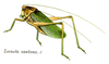 Tettigonia cantans (Fuessly, 1775): Pl. 8. male. (Otu).
