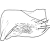 Pygofer, lateral view on Drabescus pallidus Matsumura, 1912: Pygofer, lateral view. (Observation).