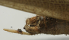 CollectionObject 1535055; ef16bb8e-242c-450f-8210-a9c2d4bfe98c: male cerci (holotype). (CollectionObject).