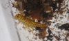 Diploperla robusta Stark & Gaufin, 1974: USA, IL, Vermilion Co., Forest Glen,29.iv.2015. (Otu).