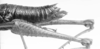CollectionObject 1524469; 37ca632e-4d66-48f6-b67b-128a89b8053b: female abdomen tip, lateral view (holotype). (CollectionObject).