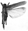 Pl. 1, Fig. F. female, dorsal view (from Goyaz, Brazil). Depicts Scaphura nigra (Thunberg, 1824), an Otu.