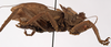 CollectionObject 1534735; 94b56ed9-1d7f-4b61-907f-e5d3ce4c8af8: male, lateral view (paralectotype) [possibly different species, cf. Schmidt 2007]. (CollectionObject).