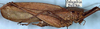 Pezochiton grandis Beier, 1960: male, lateral view (paratype). (Otu).
