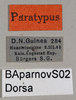 CollectionObject 1575368; 5f5ee3f4-ef79-4f5e-8902-dc131006ea58: labels (paratype). (CollectionObject).