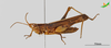 CollectionObject 2243721; 0f36dc29-fbe8-4a4c-8d70-3c7fe882f806, Unioeste Cascavel K-0831: Male, lateral view. (CollectionObject).