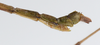 CollectionObject 1561860; 654676ad-d503-42ba-bfb7-6275ce6096e3: copyright ZMUH, Hamburg. male: end of abdomen, lateral view (holotype). (CollectionObject).