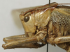 CollectionObject 1535130; 9ee3ed8b-2a5a-487e-8c6d-944c529e648b: female pronotum, lateral view (holotype). (CollectionObject).
