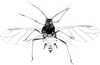 Habitus, dorsal view.: Body of A. decepta. (Observation).
