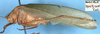 CollectionObject 1517251; a812a9fa-7589-49b6-8b18-6a006a5b2d05: male, lateral view (holotype). (CollectionObject).