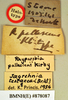 Jagrehnia testacea (Brunner von Wattenwyl, 1865): Holotype, female, labels. BMNH(E)#878087. (Otu).