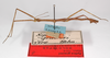 CollectionObject 1562376; c59e0431-7b6b-4432-92d1-83604d029f8a: copyright MNHU, Berlin. male, lateral view (holotype). (CollectionObject).