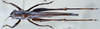 CollectionObject 1537873; 85f4e358-0014-490b-8f8a-6cd965909293: male, dorsal view. (CollectionObject).