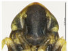 Head on Diomma (Diomma) pincersa Song, Li & Xiong, 2011: (Observation).