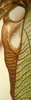 CollectionObject 1475679; ef147de6-945b-48e7-8582-95547db27a17: male right stridulatory area, whole view (holotype). (CollectionObject).