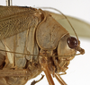 CollectionObject 1529758; 4554ef4a-8d2d-4596-bc58-86be39b7192c: male pronotum, lateral view (holotype). (CollectionObject).