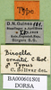 CollectionObject 1500980; 39cc1596-ac23-4fbf-b7e3-5a9482f2a819: labels (holotype). (CollectionObject).