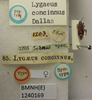 CollectionObject 1596617; cace3921-e2c1-4d51-8364-e041013a0929: Lygaeus concinnus. Syntype. (BMNH) - (CC BY-NC 4.0) Photo by Stuart Cole, reproduced with permission from the Natural History Museum, London, UK. (CollectionObject).