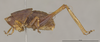 CollectionObject 1597295; 3a806393-e5f2-421a-b1e2-2af572e424aa: male, lateral view (paratype). Tegmina removed. (CollectionObject).;CollectionObject 1597296; 6af907ec-fcf4-4dda-bc2e-3ec232bddb8c: male, lateral view (paratype). Tegmina removed. (CollectionObject).